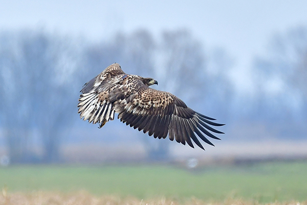 Seeadler